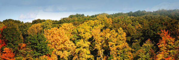 tree top view in autumn